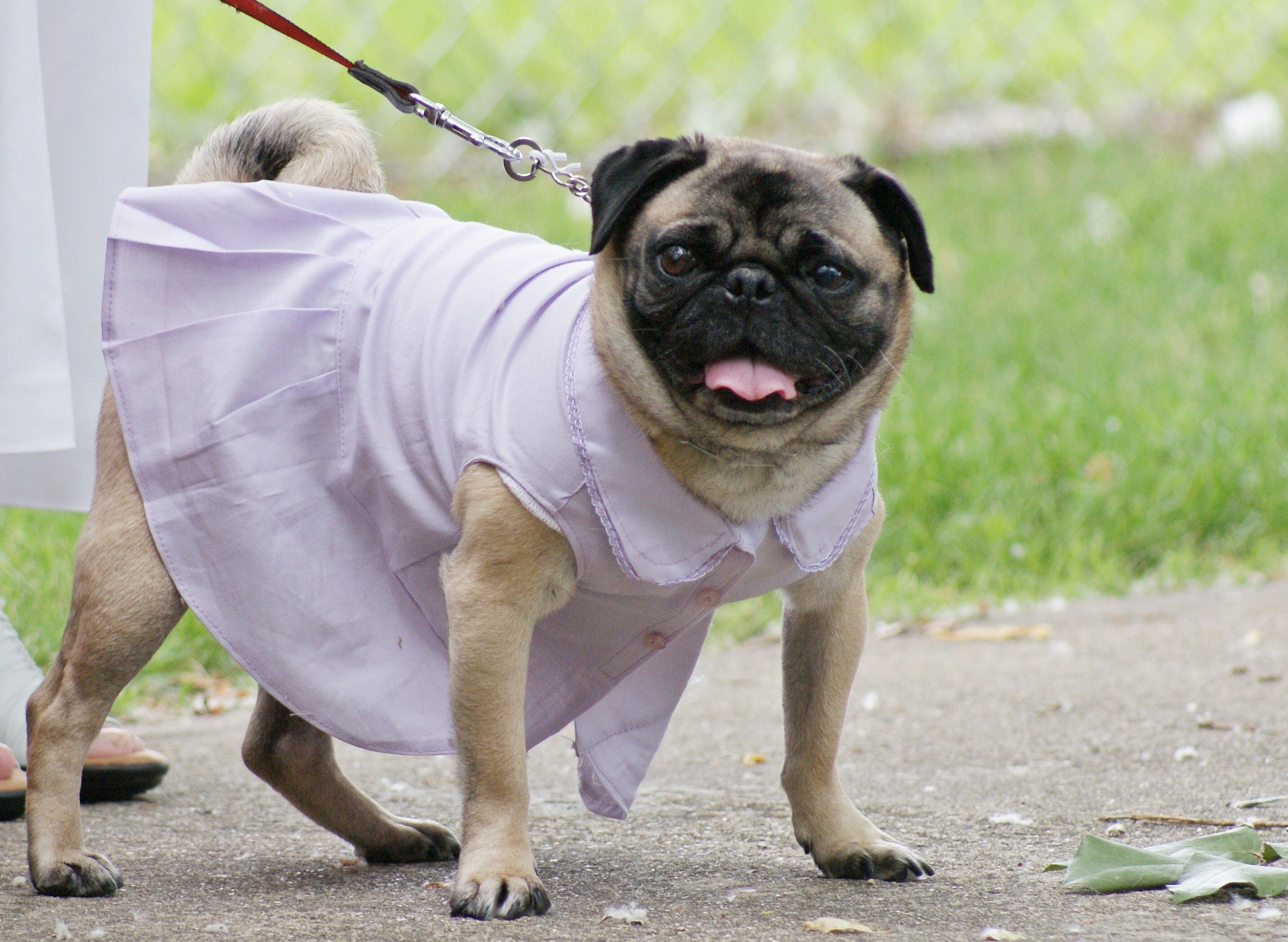 Pug 2025 dog dress