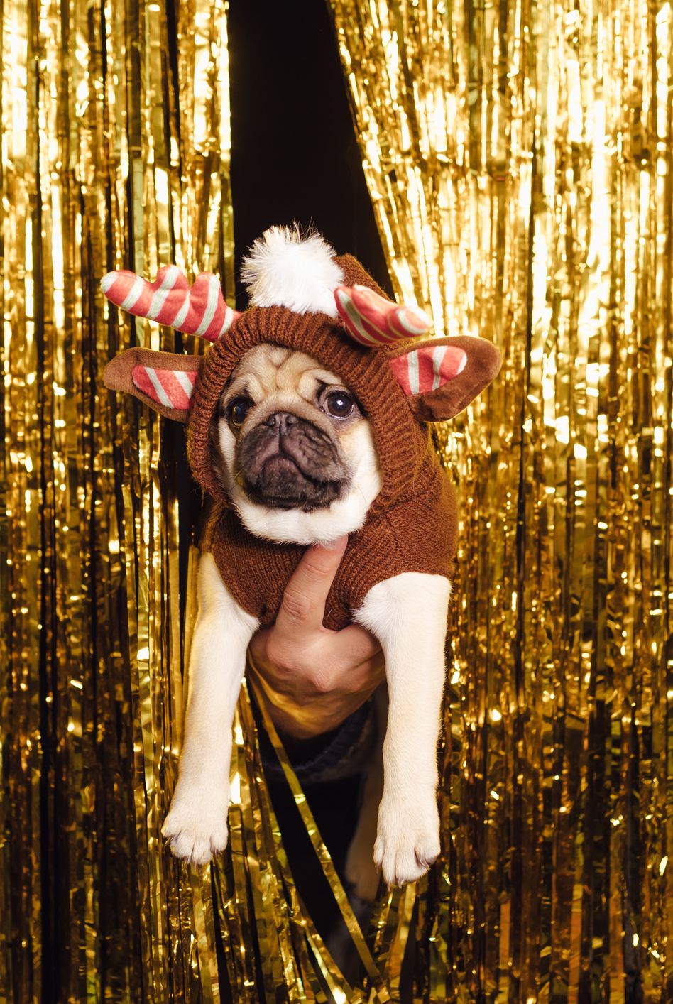 pug dressed as a christmas deer in new year's decor golden curtain on the background
