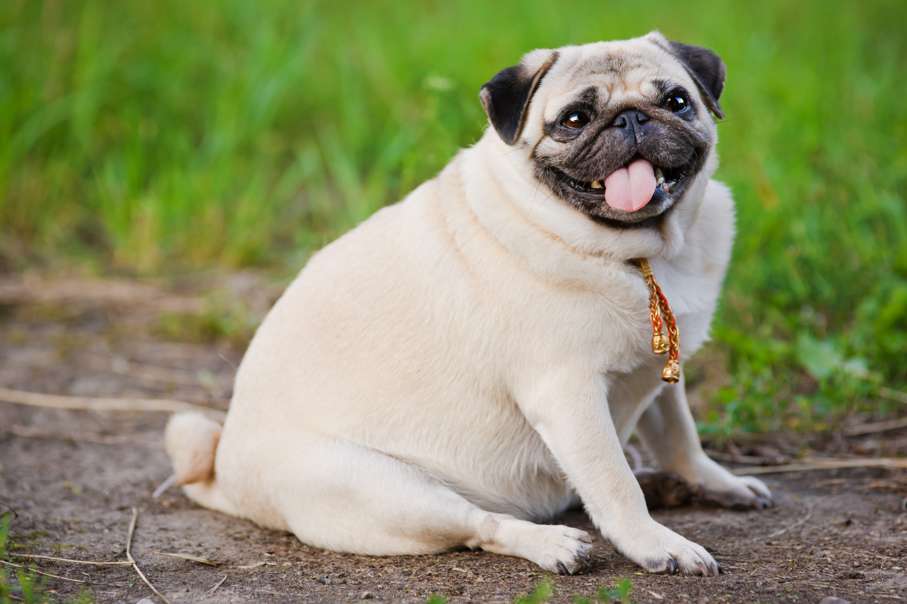 What Is The Heaviest Dog