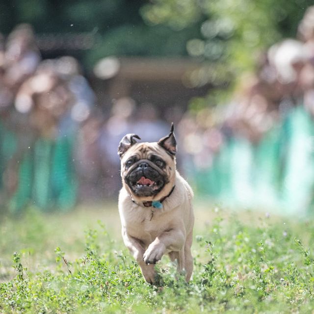 Pug Race