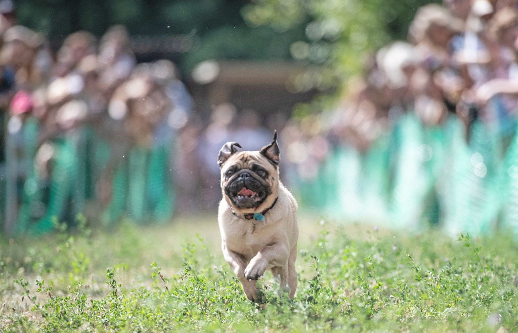 can pugs run