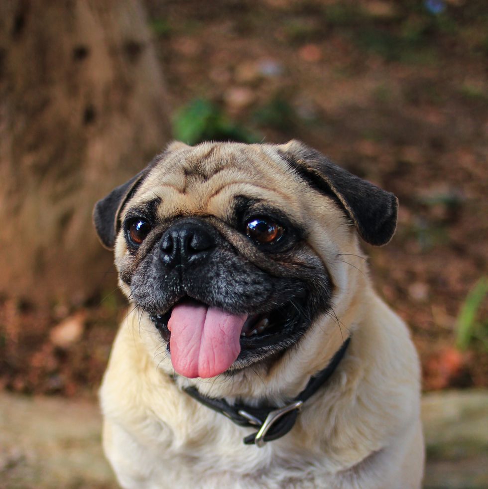 pug tongue