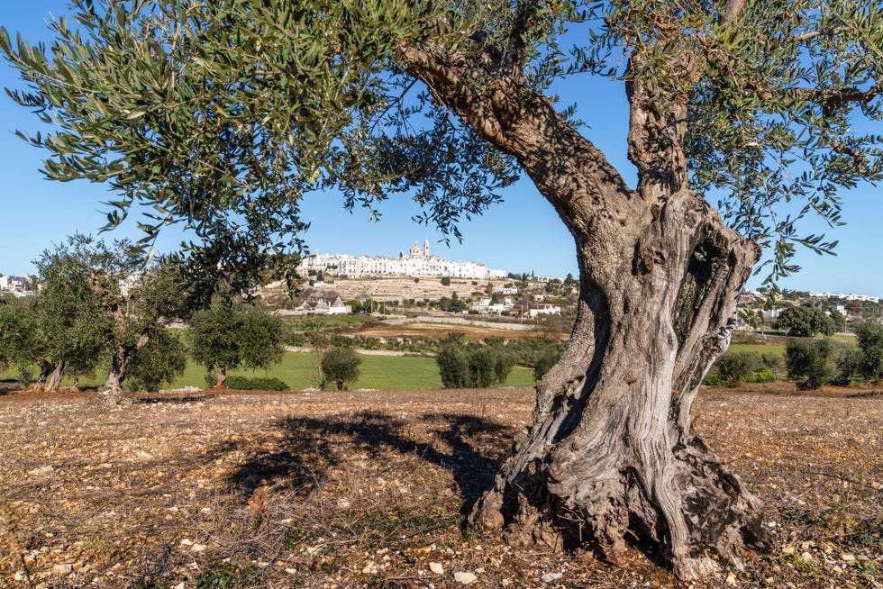 ancient olive tree with locorotondo town in the background italy