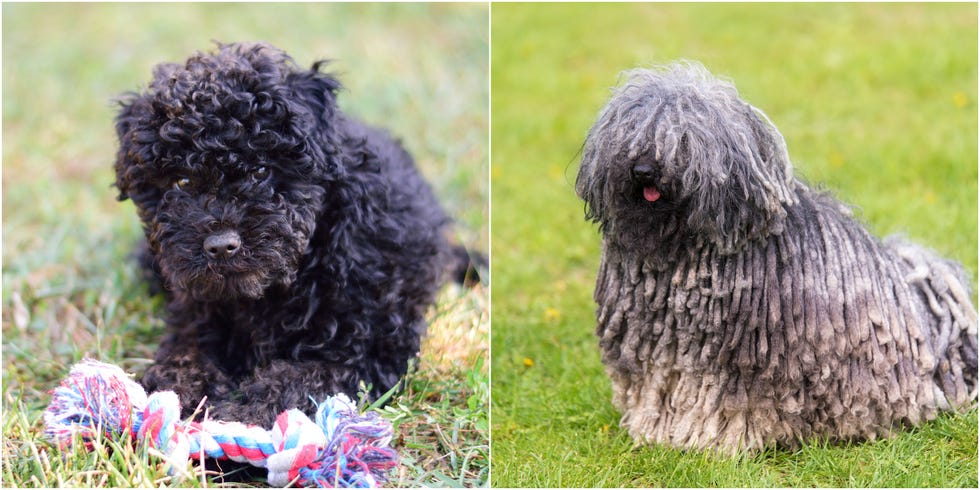 puli dog as a puppy and an adult