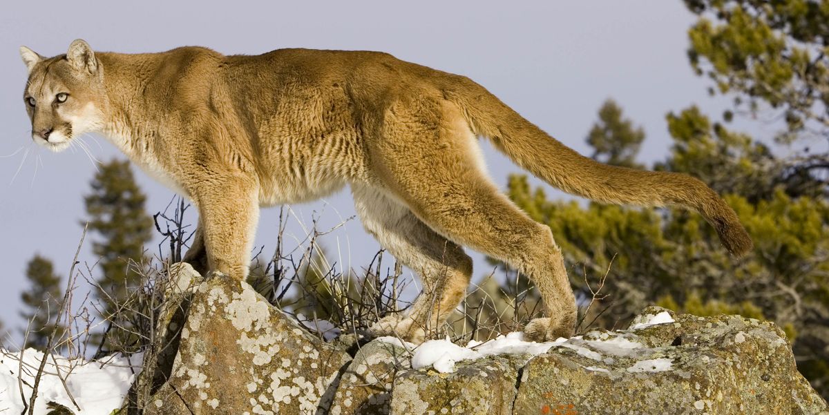 Puma standing on rocky perch North America.