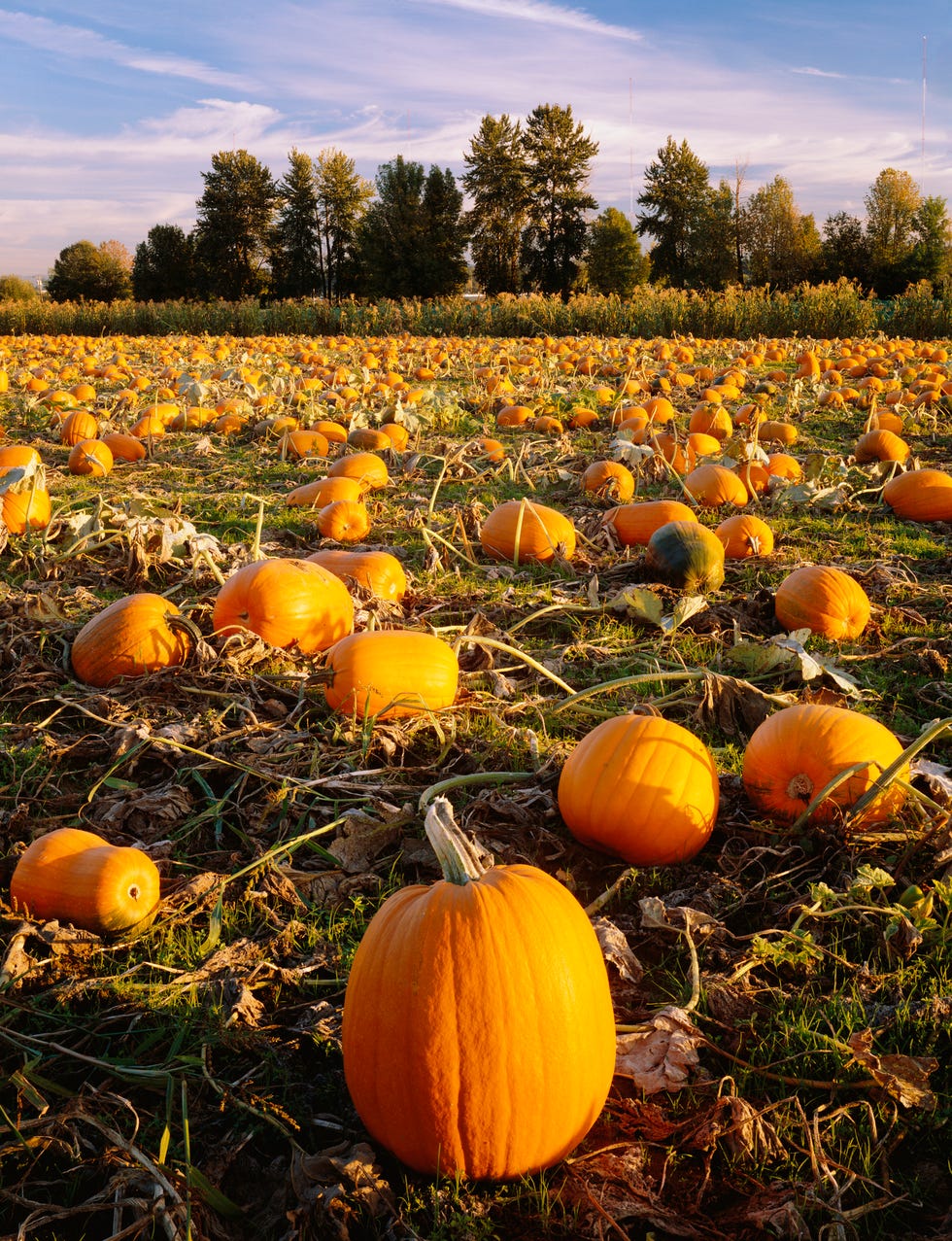 Is There a Pumpkin Shortage? Here's Why You Can't Find Canned Pumpkin