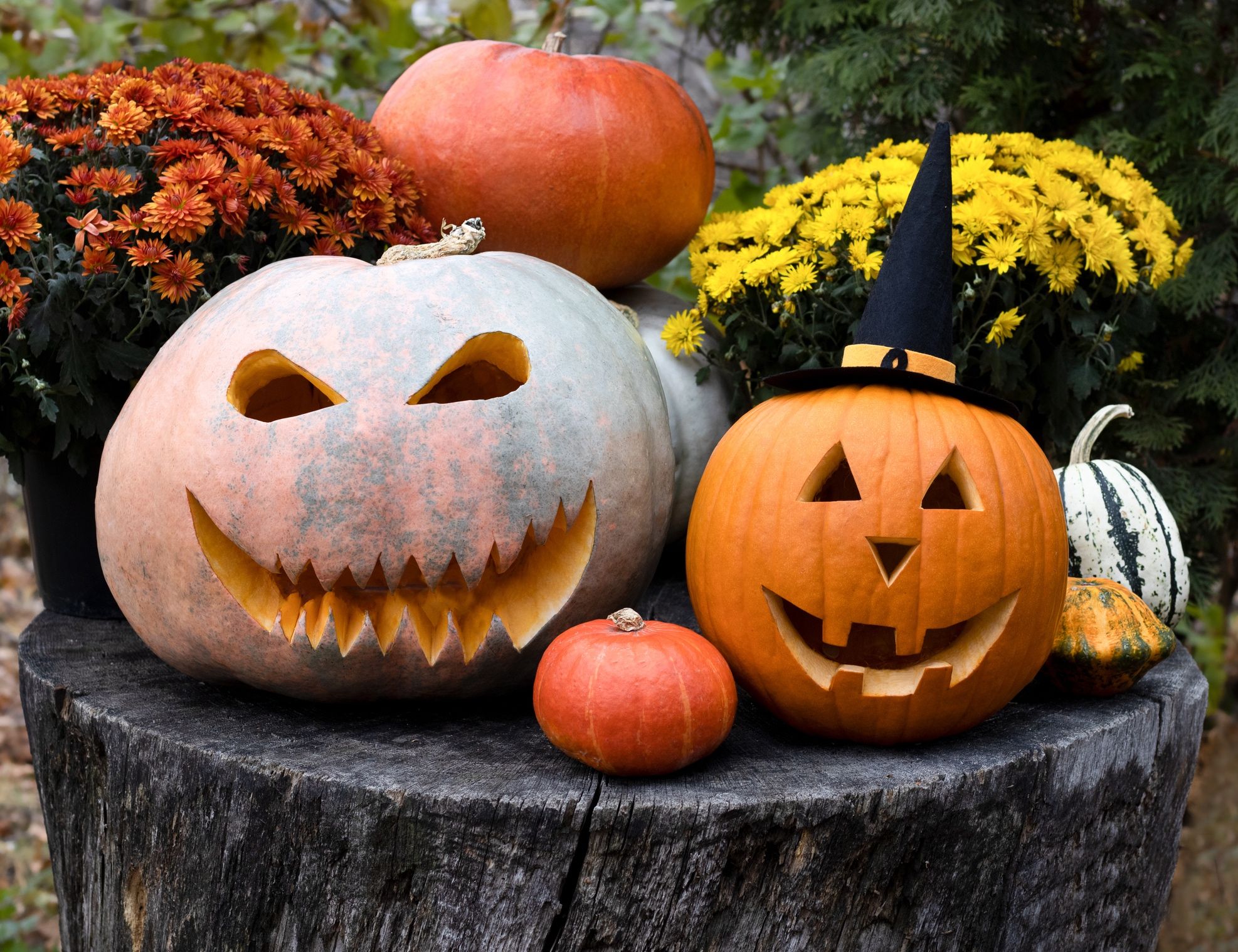 easy cat pumpkin carvings