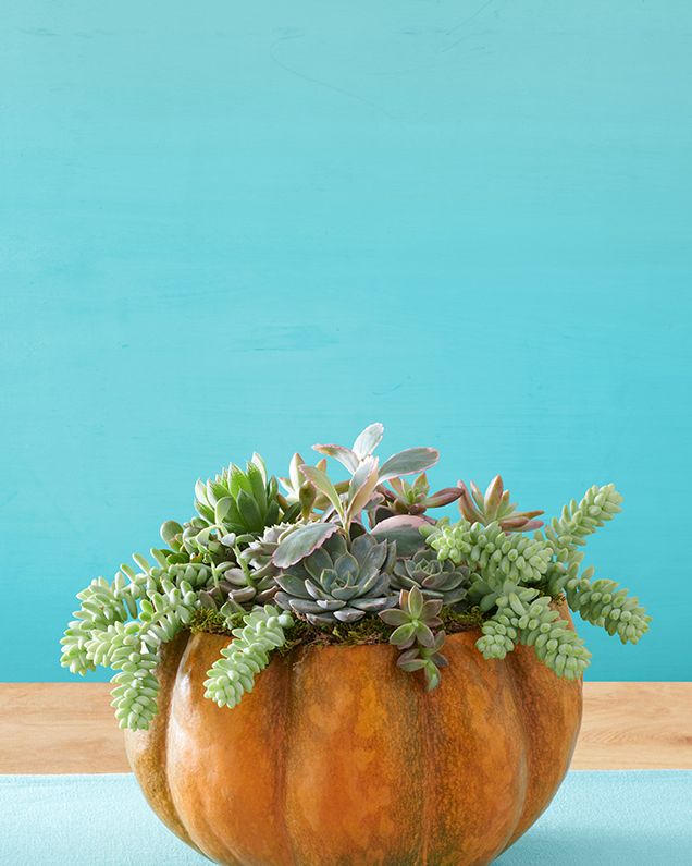 pumpkin carving ideas succulents