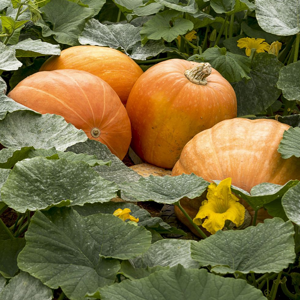 facts about pumpkins growing in garden