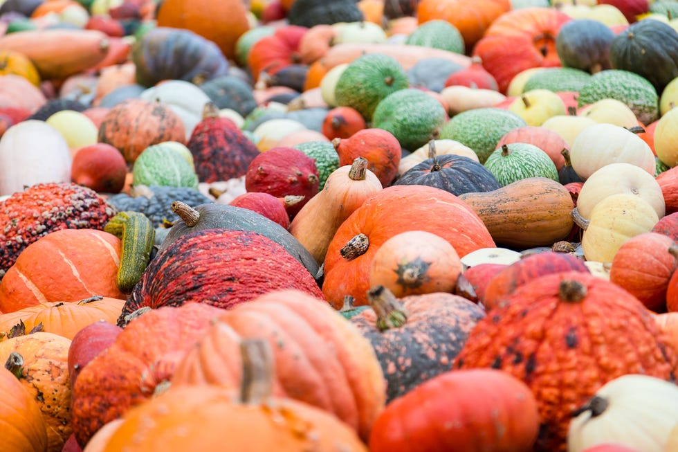 sycamore pumpkin festival