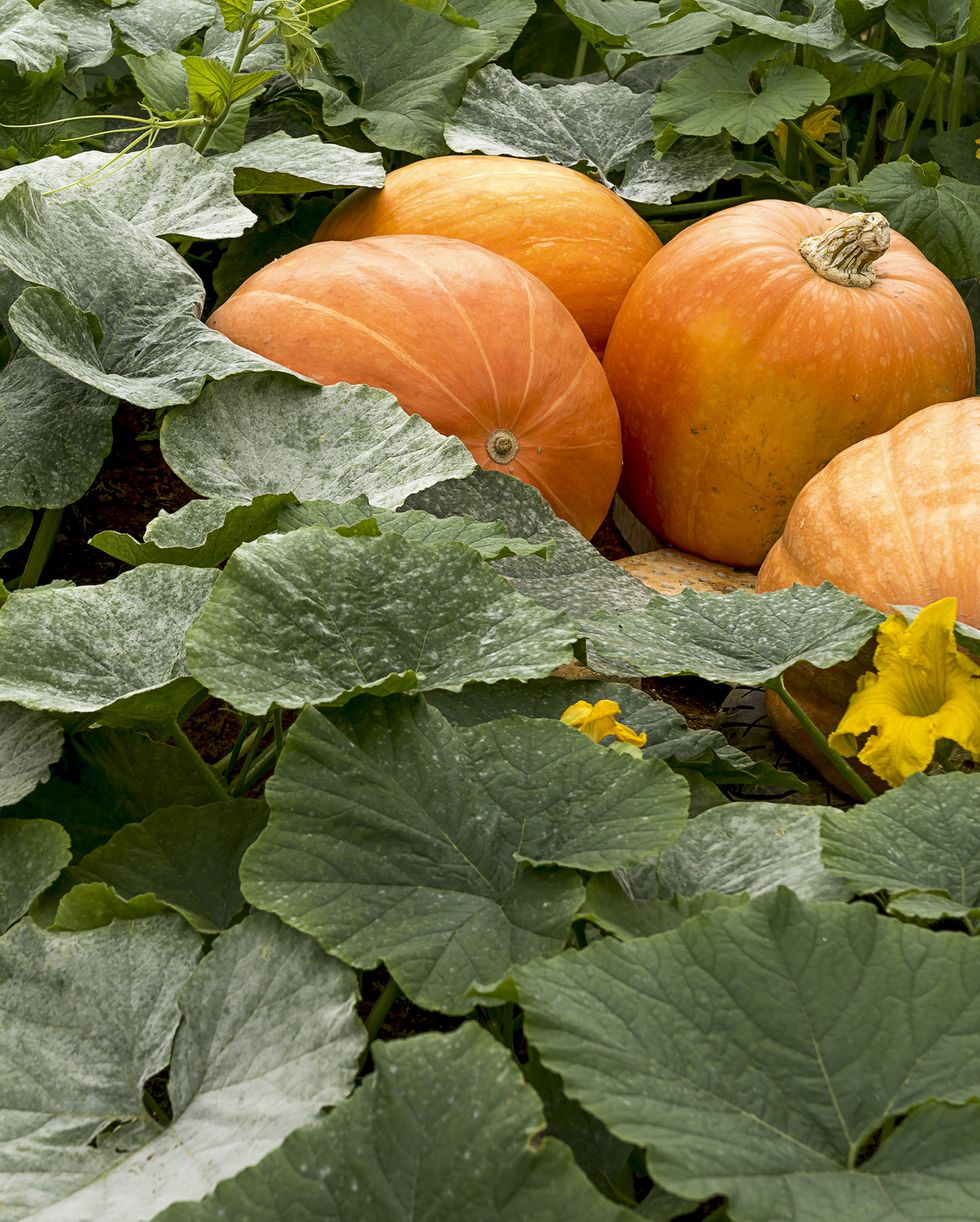 best vegetables to grow pumpkins