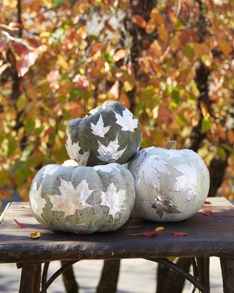 three bluish green pumpkins adorned with silver painted leaves on a rustic wood stool, against background of autumn trees