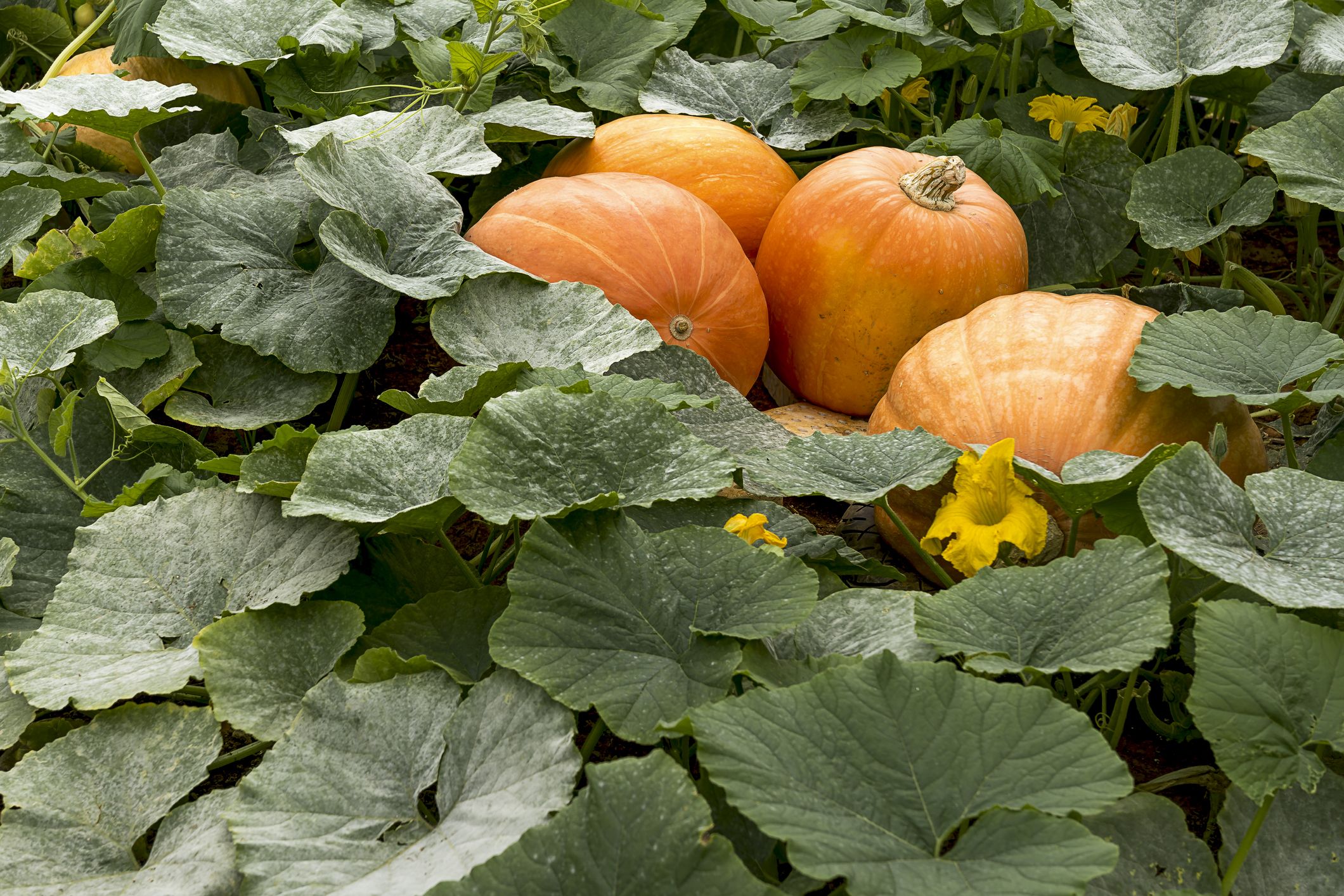 Planting Pumpkin Seeds