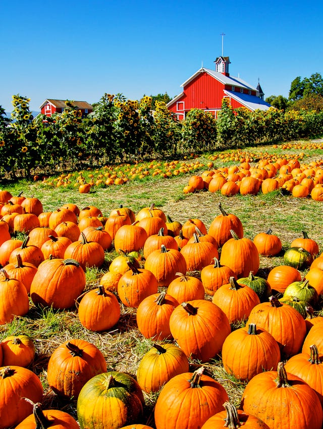 The Best Pumpkin Patches In The Us Top Pumpkin Patches In Every State Near You 