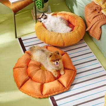 cat and small dog, each sleeping in their own pumpkin bed