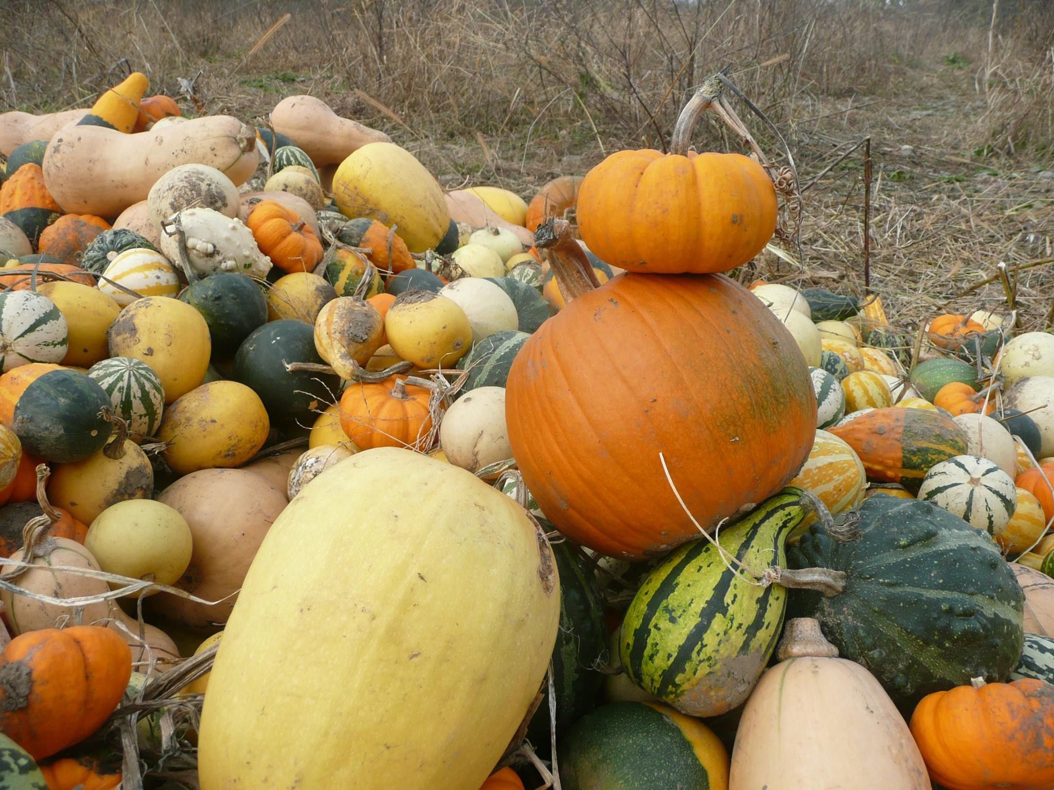 37 Best Pumpkin Farms Near Me 2023 - Pumpkin Picking Near Me