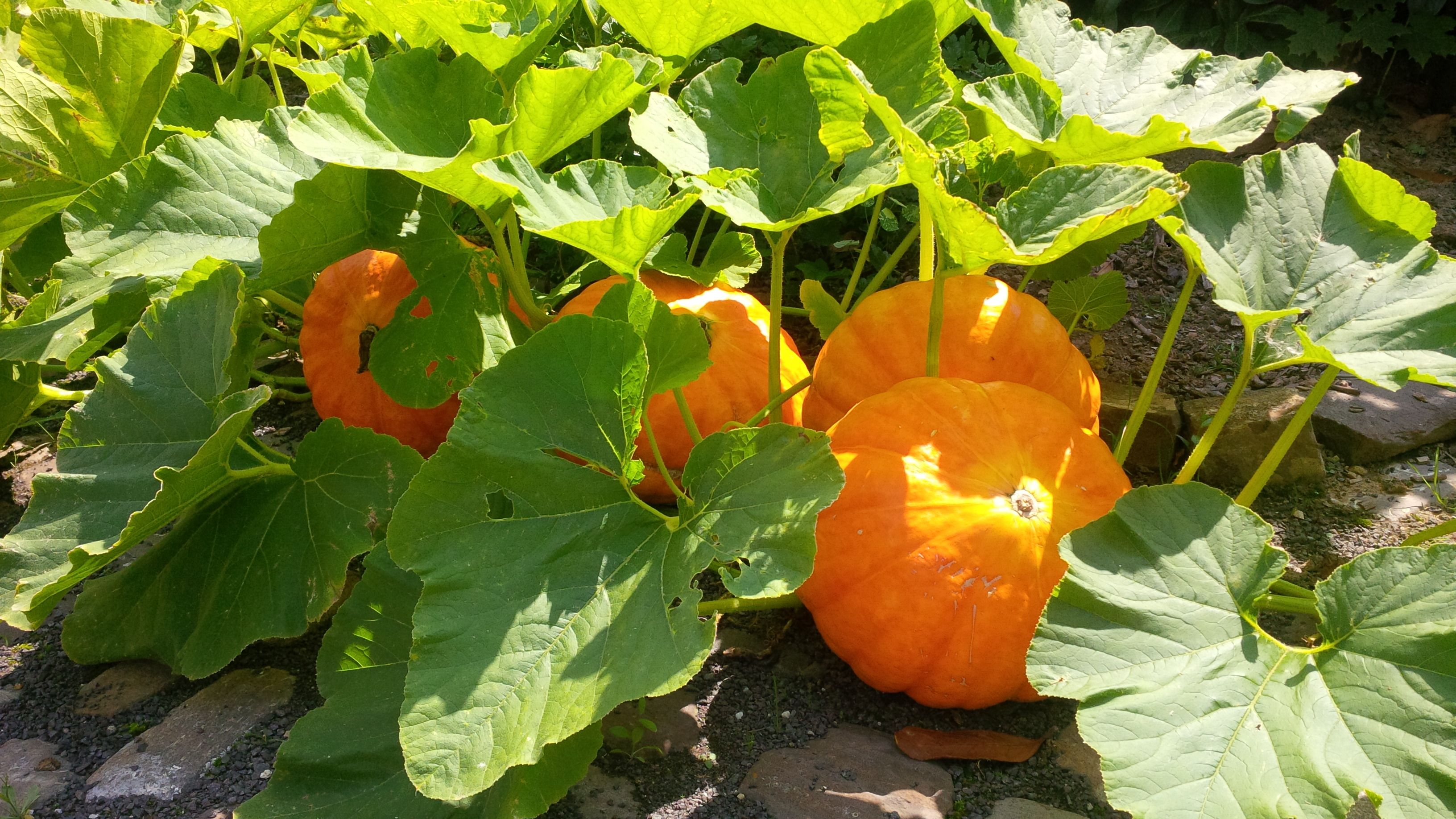 Image of Pumpkin plant