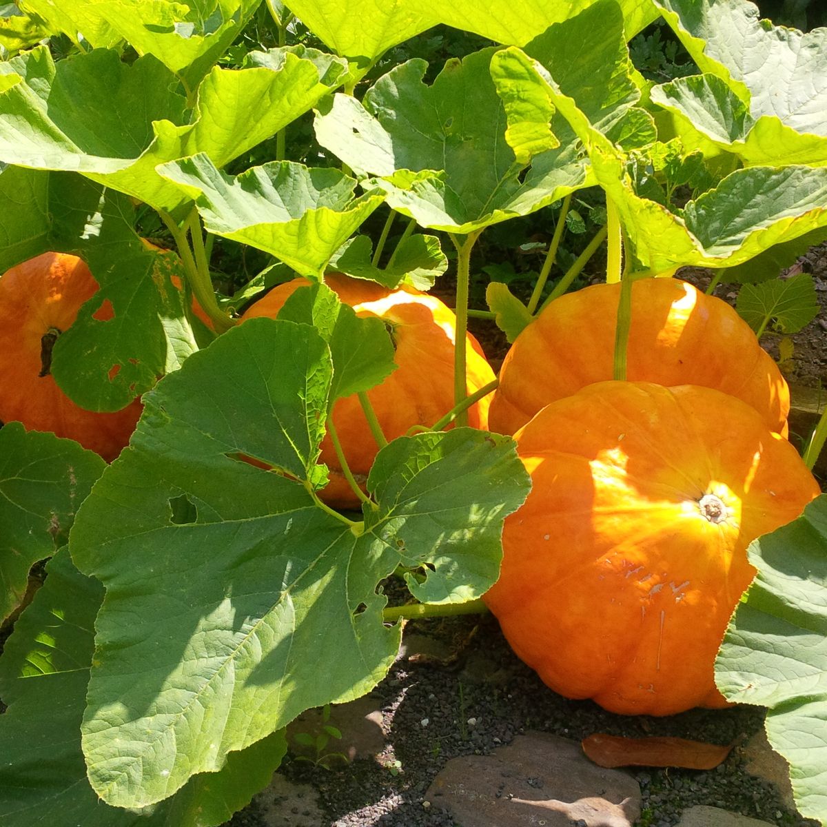 Growing Pumpkin Plants - Stages of Growing a