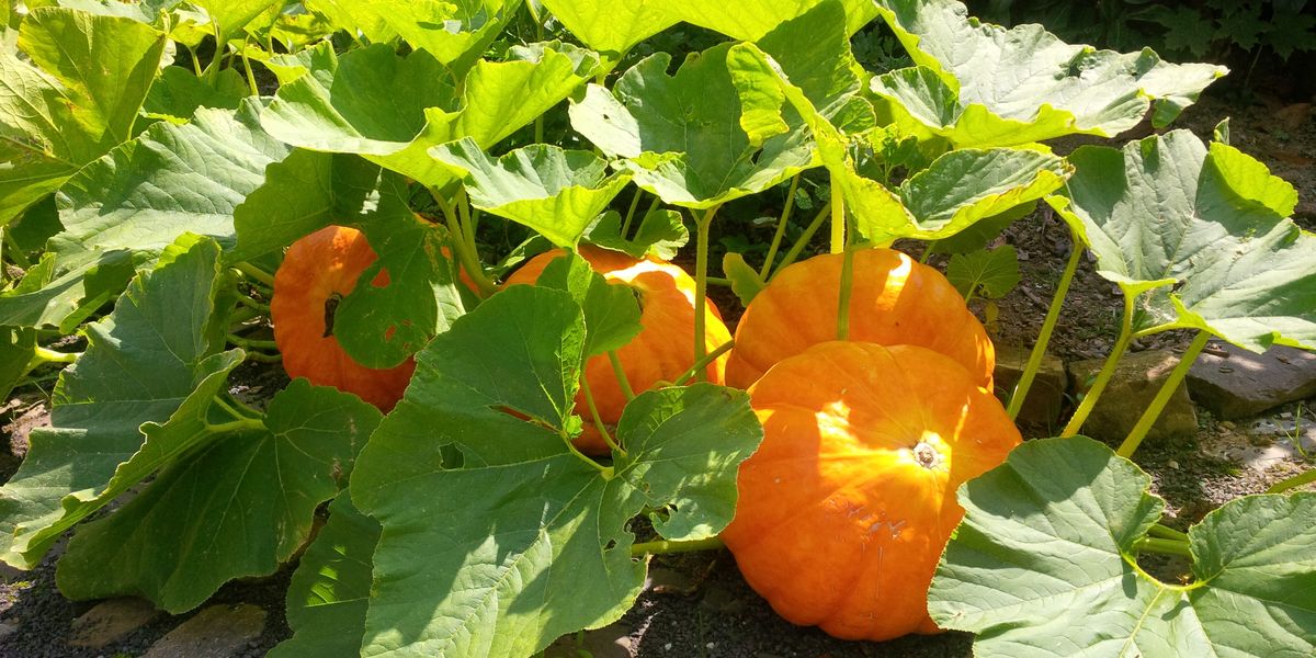 Growing Pumpkin Plants - Stages of Growing a