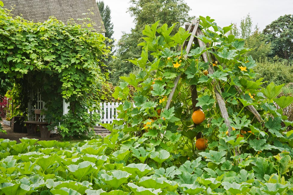 pumpkin vine and trellis