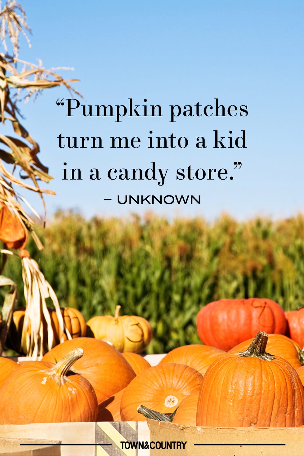 14 Pumpkin Patch Quotes for Fall - Best Pumpkin Quotes to Celebrate Autumn