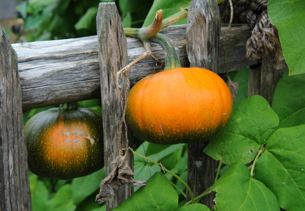 pumpkins