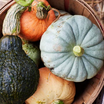 Pumpkins and gourds pumpkins and gourds