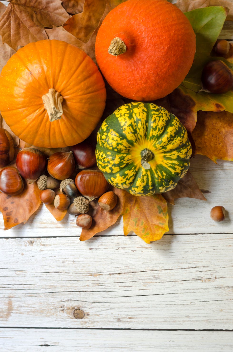 pumpkins and colorful leaves with acorns and nuts harvest time happy thanksgiving