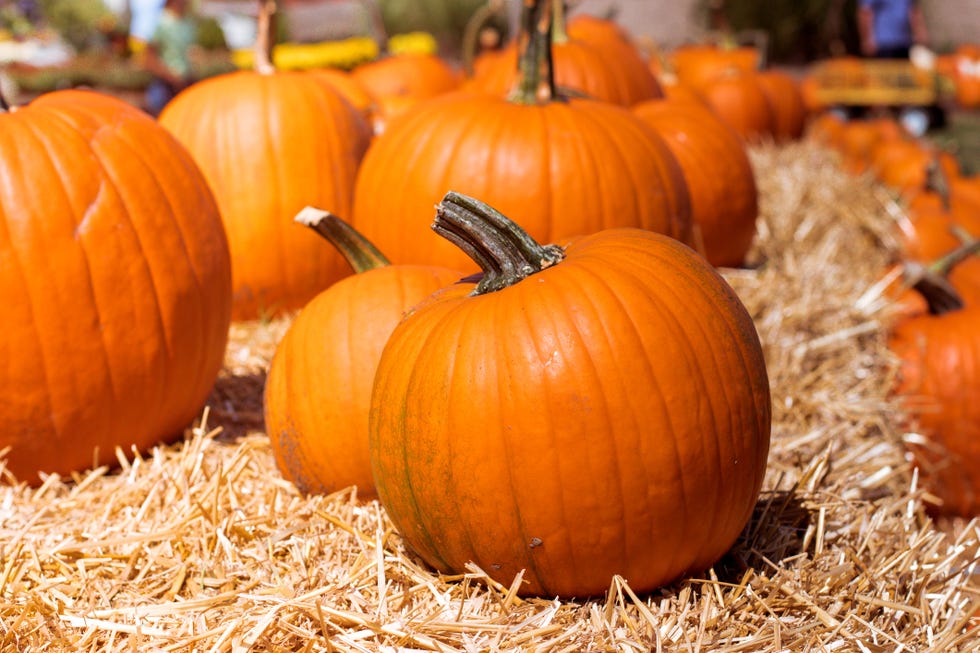 pumpkin patch near me   happy hollow farms
