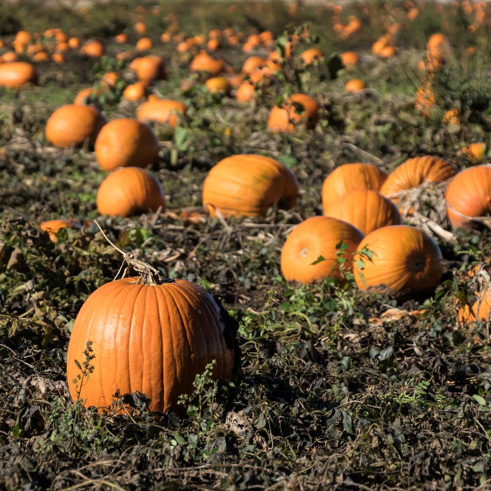pumpkins in the field
