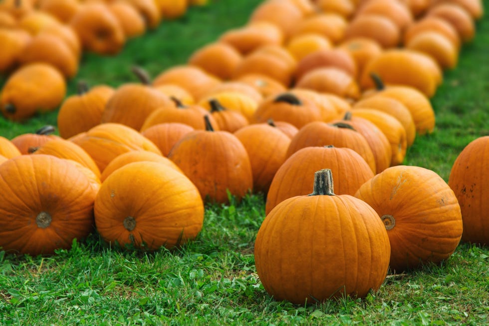 Pumpkin Patch Near Me: 50 Best Pumpkin Farms in America