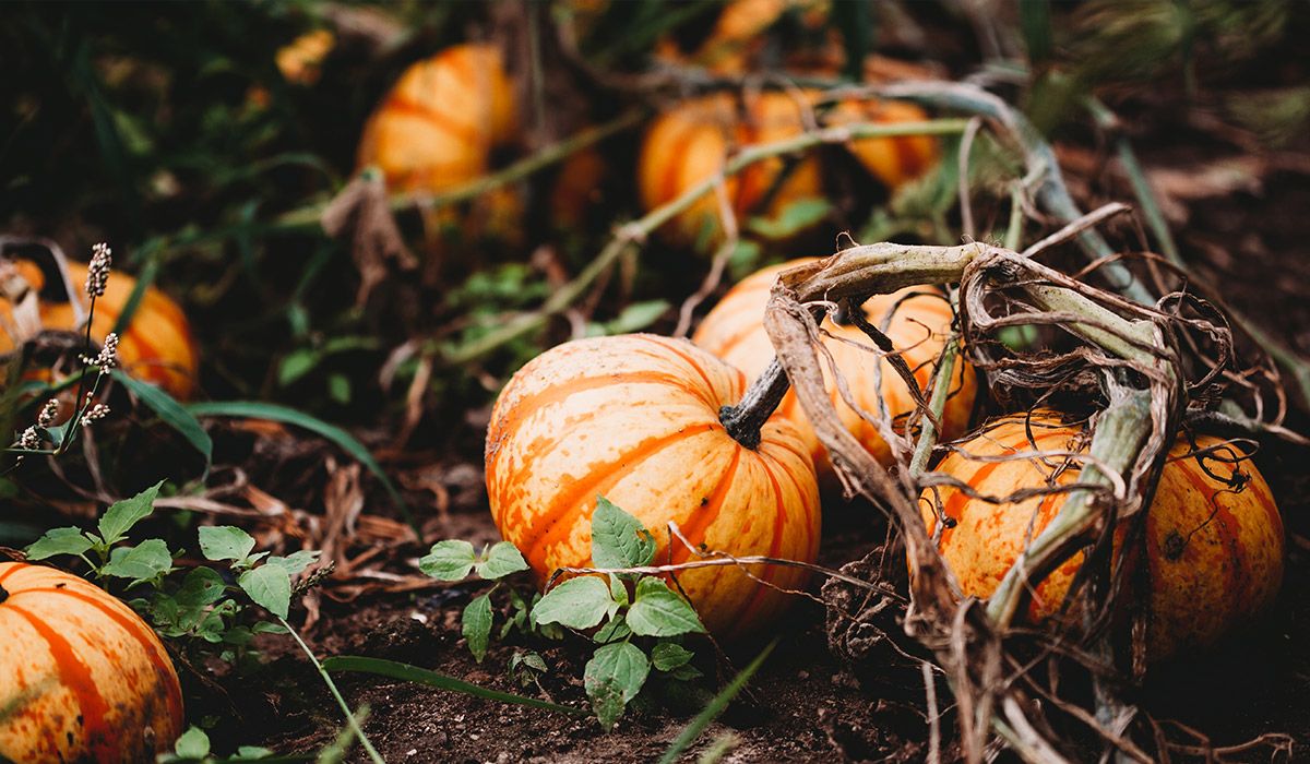 Fall Wallpapers With Pumpkins 57 images