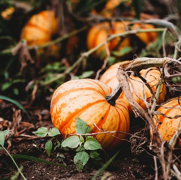 keep pumpkins from rotting on the vine