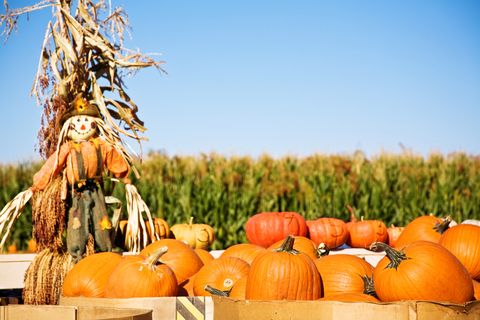 fall activities  pumpkins and scarecrow