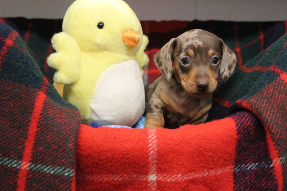 RSPCA dogs looking for a home for Christmas