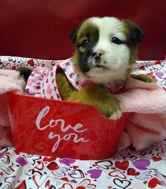 Dog, Mammal, Canidae, Dog breed, Shih tzu, Puppy, Carnivore, Companion dog, Puppy love, Toy dog, 