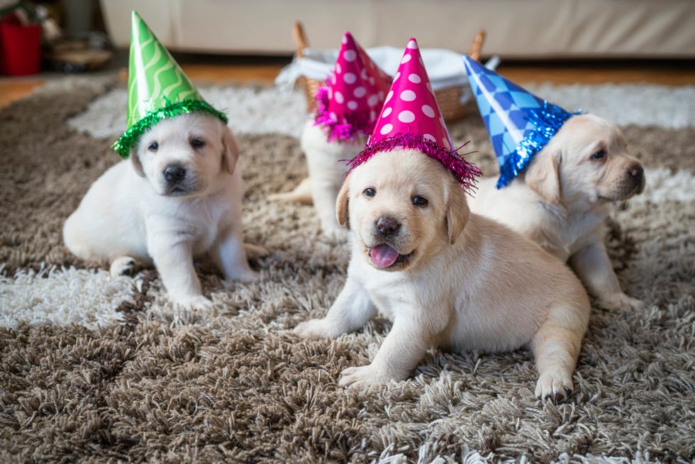 puppies at home