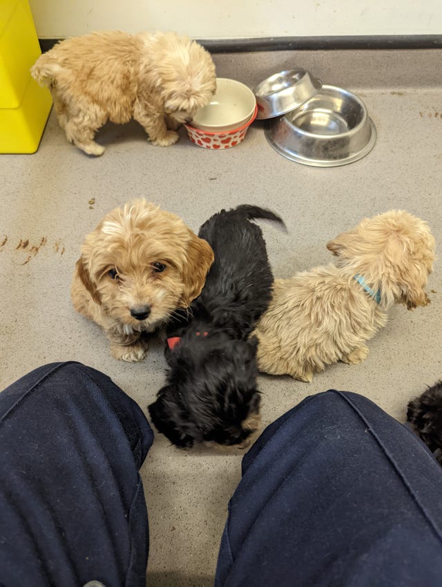 20 Puppies Rescued By The RSPCA After Being Found in a Crate