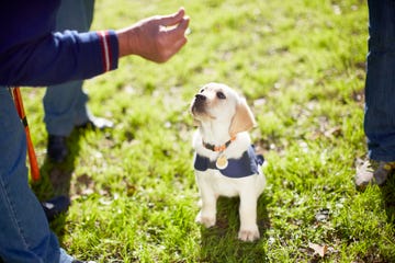 Puppy at dog training