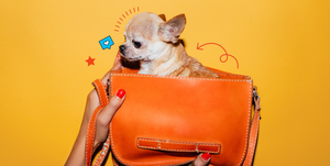 Canidae, Dog, Chihuahua, Skin, Bag, Snout, Companion dog, Orange, Handbag, Dog breed, 