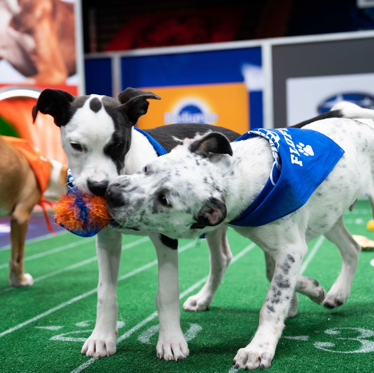 Puppy Bowl 2023 on Animal Planet - When Is the Puppy Bowl?