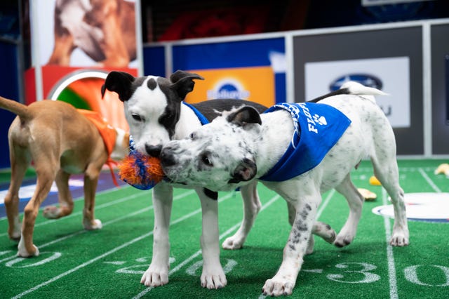 Where to Stream the Super Bowl LVII (2023): Puppy Bowl and Great