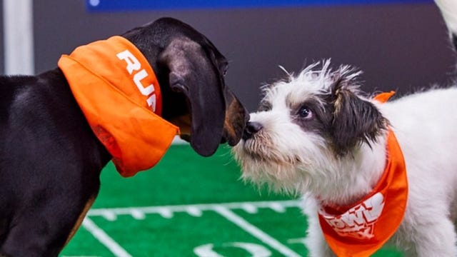 Purina sales puppy bowl