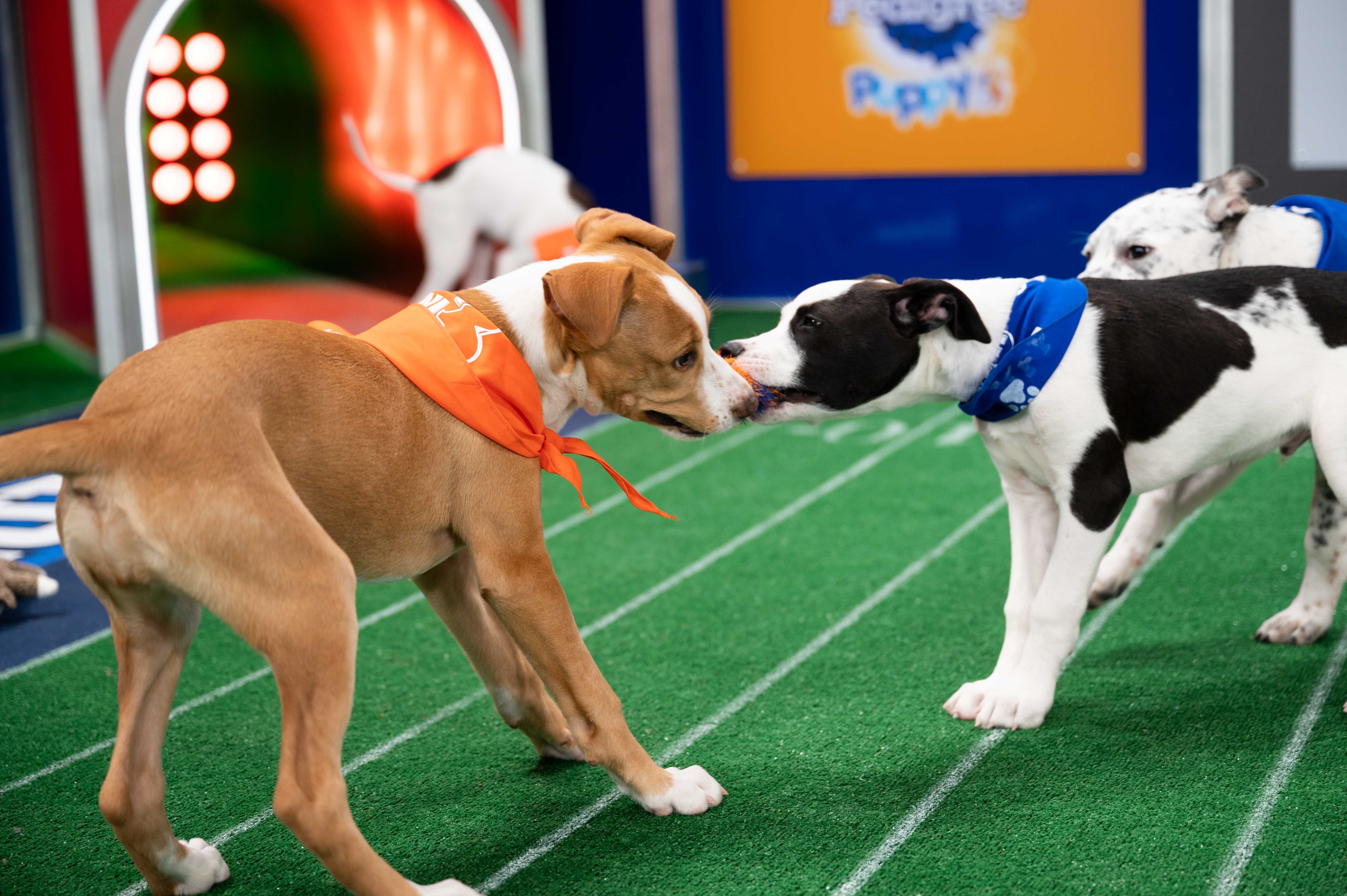 how to get your puppy in the puppy bowl