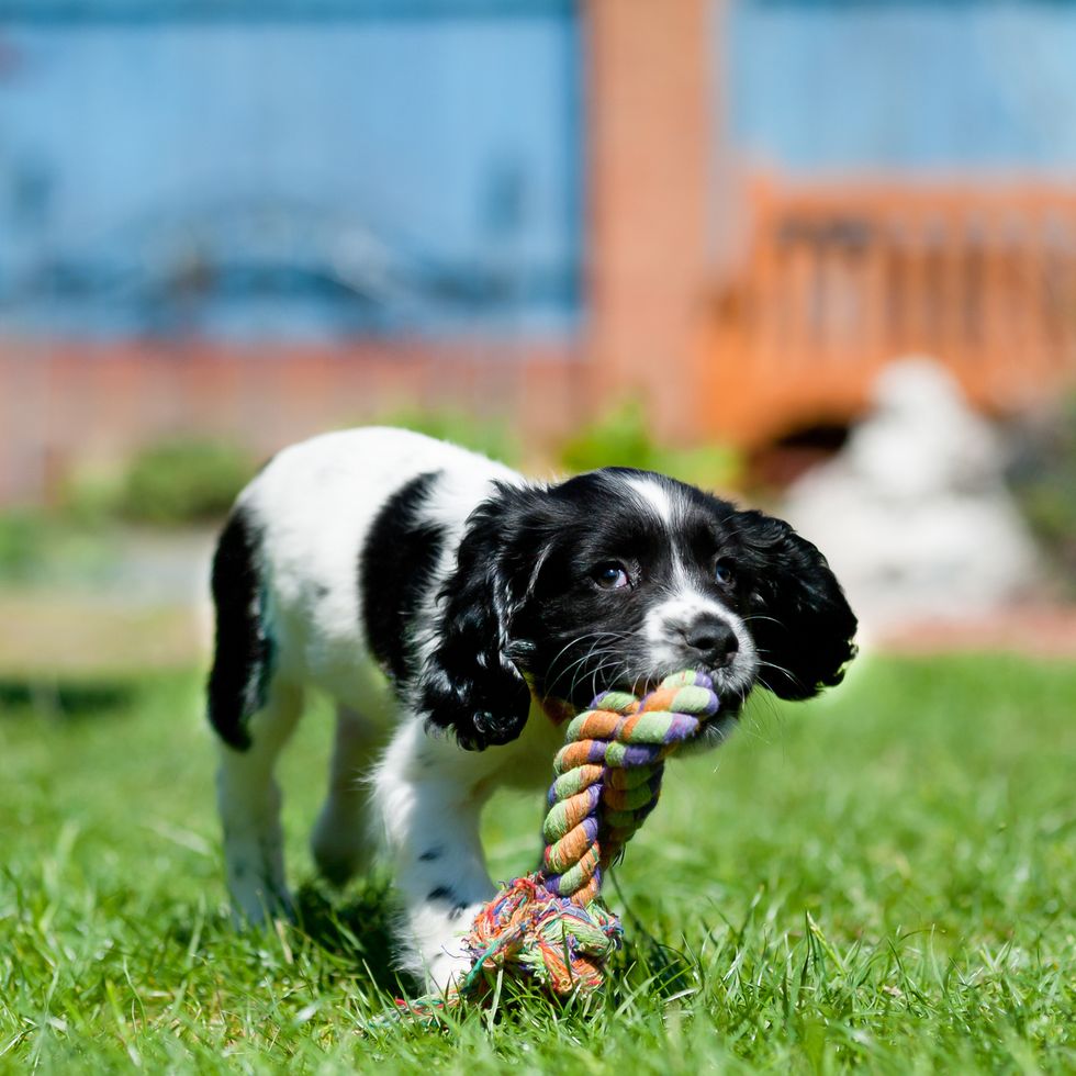 beautiful spaniel puppy carries large rope toy across the lawn enjoying chewing something she is allowed