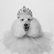 white, canidae, dog, dog breed, poodle, companion dog, carnivore, black and white, photography, monochrome,