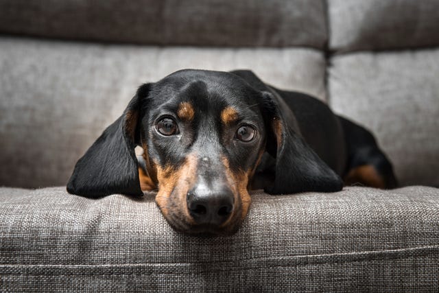 how do you know if a dog is stressed