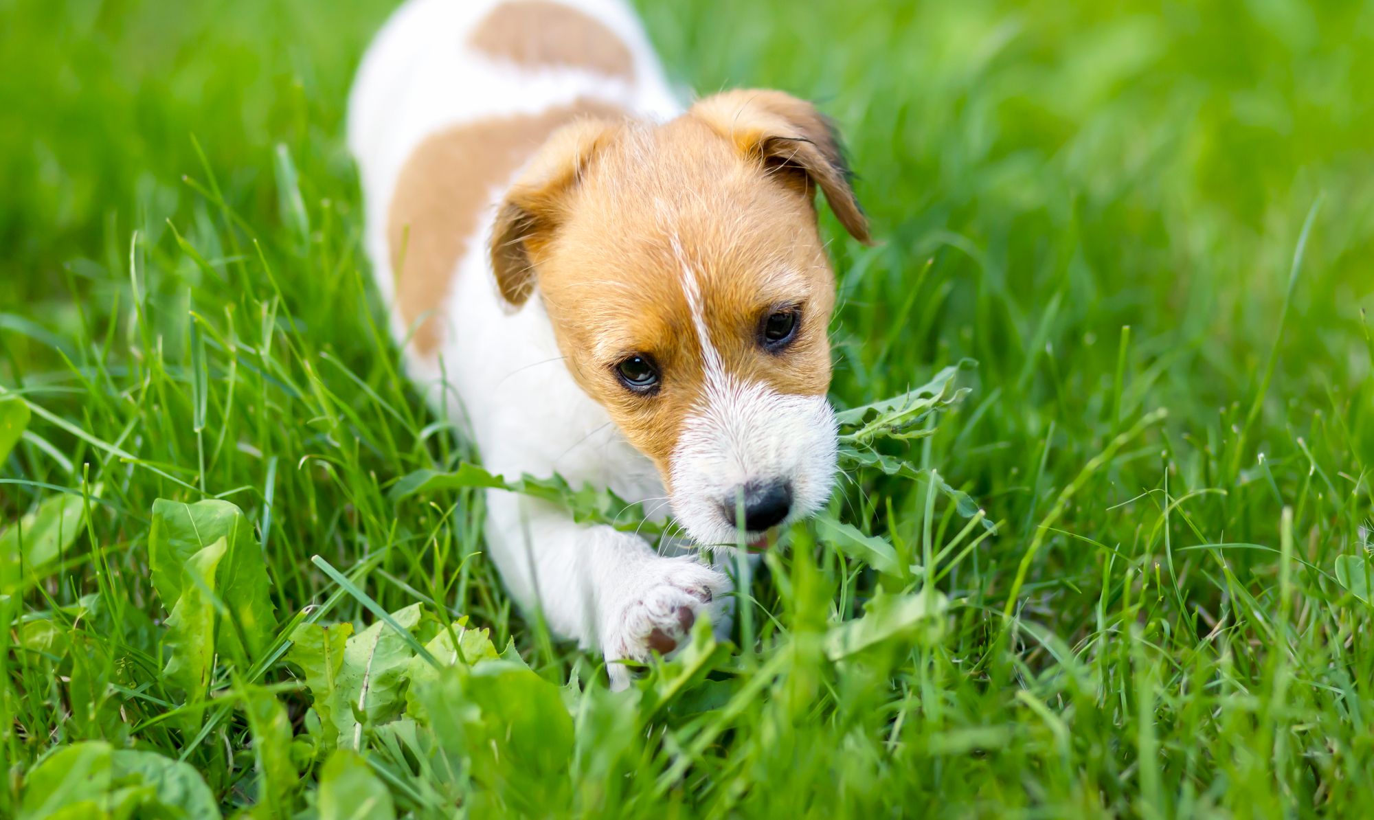 Why Do Dogs Eat Grass Common Reasons And Safety Advice