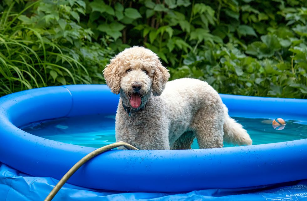 puppy in a pool in summer