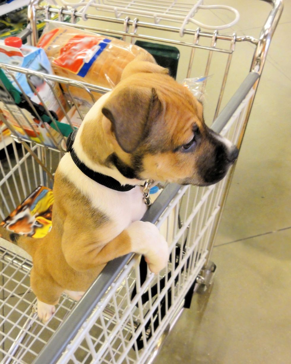 costco rules you don't know
